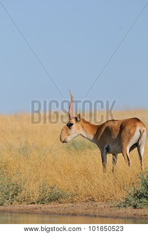 Wild Male Saiga Antelope Near Watering In Steppe