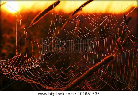 cobweb