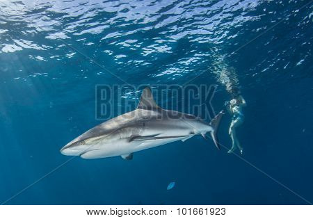 Shark diving