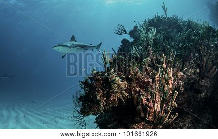 Shark diving