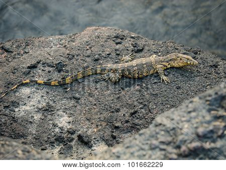 water monitor or Varanus salvato crawl beside natural lake
