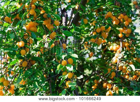 Orange Cherry Plum Tree
