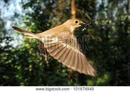 Flying Female Pied Flycatcher With The Feed