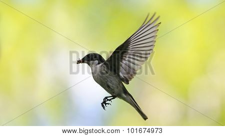 Flying Male Pied Flycatcher With The Feed