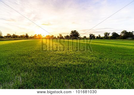 Rice field in morning sunshine in Kanchanaburi Thailand.