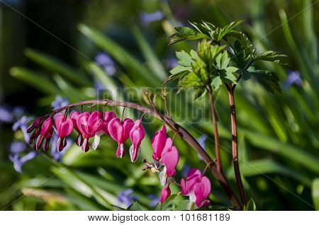 Venus's car, bleeding heart, or lyre flower