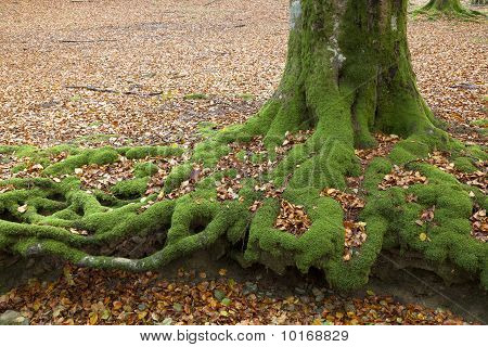 Bøg i Gorbea