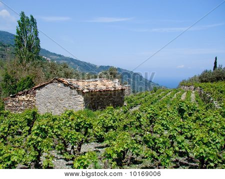 Capanna di Grecia in un vigneto