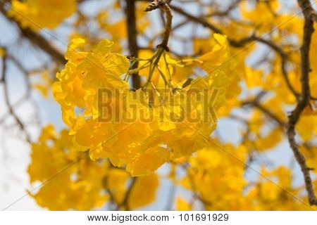 Silver Trumpet Tree