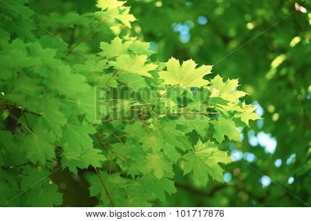 green tree brances frame corner  with blue sky and sun flare in background