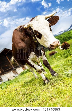 Alpine Cow