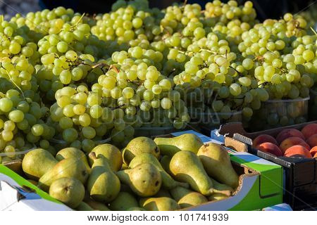 Harvested Grapes On Vineyards