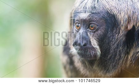 Small Monkey, Selective Focus