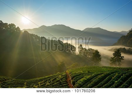 Strawberry plantation in the Doi Ang Khang, Chiang Mai.
