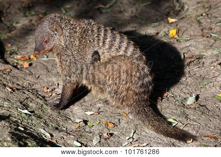 Banded mongoose (Mungos mungo colonus). Wild life animal. 