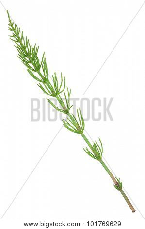 Medicinal plant: Equisetum arvense. Horsetail