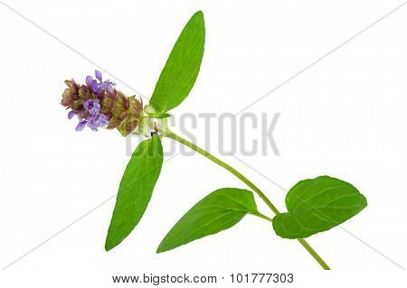 Medicinal plant: Prunella vulgaris. Self-Heal