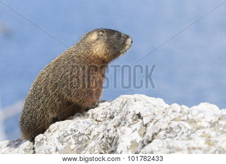 Yellow-bellied marmot (Marmota flaviventris) from the Grand Teton national park. Wyoming, USA