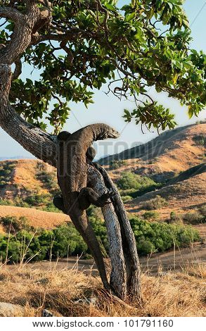 Komodo Dragon, Varanus Komodoensis