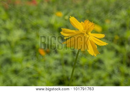 Flower Yellow Close Flora Leaf Lily Romance Concept