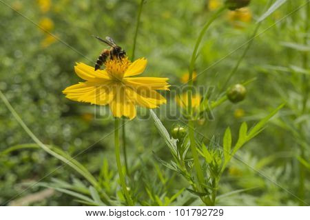 Flower Yellow Close Flora Leaf Lily Romance Concept