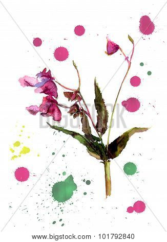 Balsam flower, jewelweed. Artistic Image With Botanical Flower Impatiens And Color Drops