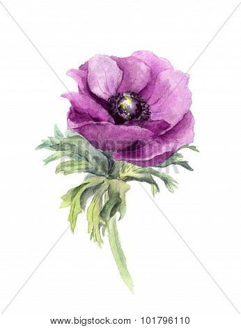 Anemone Flower. Watercolor Botanical Illustration