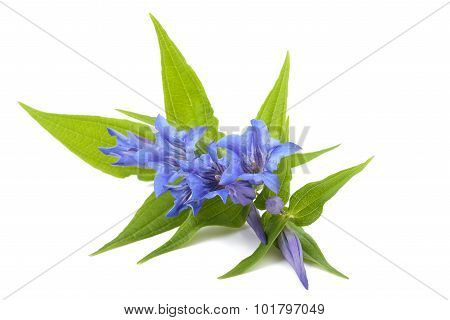 Gentian