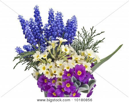 Sprigs Muscari And Primroses Background