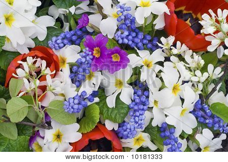 Springs Color Mix