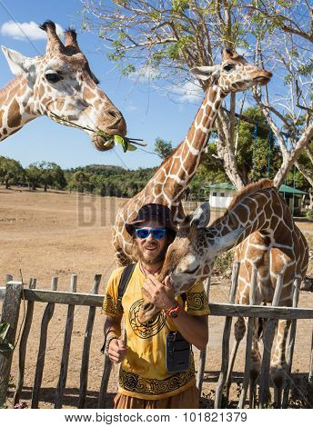 Giraffes in Kruger park South Africa