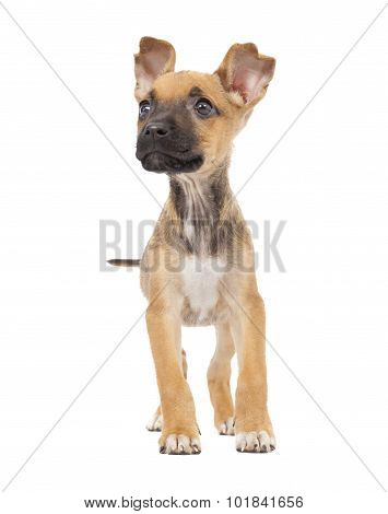 One Cute Mixed Breed Puppy