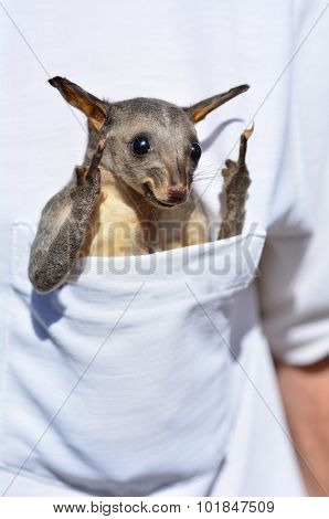 Common Brushtail Possum