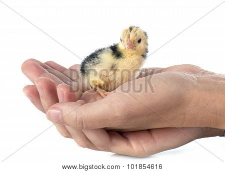 Serama Chick In Hand