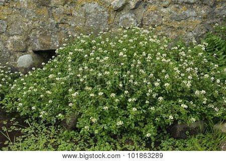 Water-cress