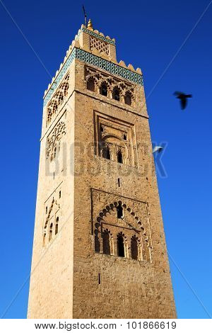 In Maroc Africa Minaret And The Bird