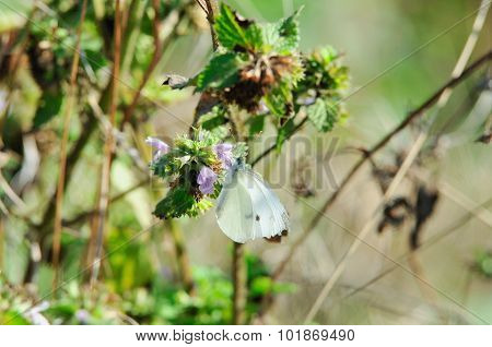 Pieris brassicae Butterfly.September drought.
