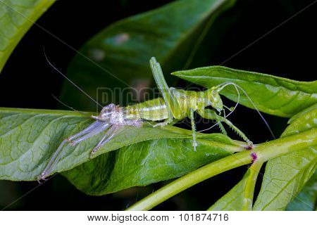 The Birth Of A Grasshopper