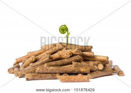 Young Tree Growing Out Of Wood Pellets On White Background