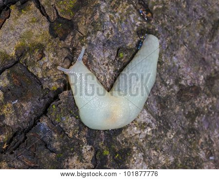 Albino Slug