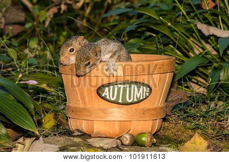 Baby Gray Squirrels