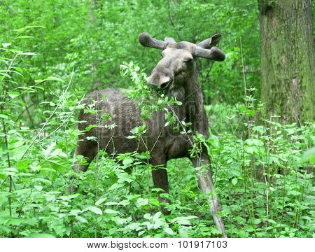 Elk in the forest