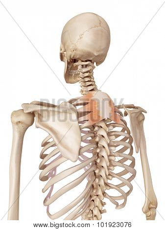 medical accurate illustration of the serratus posterior superior