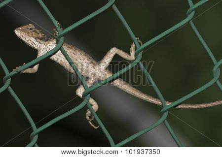 lizard