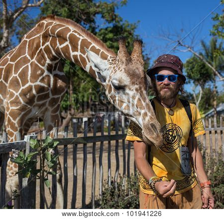 Giraffes in Kruger park South Africa