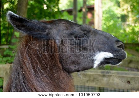 Llama face
