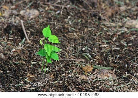 Young plant in the morning light