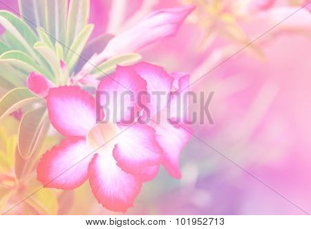 Soft Focus Pink Plumeria Flower And Blur Background By Pastel Tone.