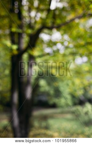sunny day deep in the forest,tilt-shift blur 