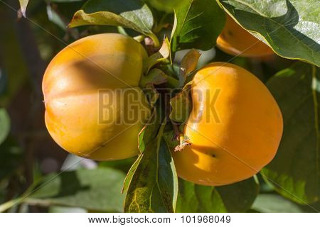 Double ripe persimmons on a branch in a garden
